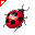 Coccinella arancio