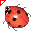 Coccinella