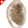 Conchiglia
