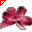 Fiocchetto Fucsia