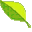 Foglia