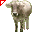 Mucca