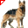 Cane Lupo