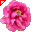 Peonia