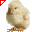 Pulcino