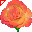 Rosa Arancione