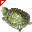 Tartaruga